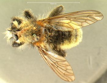 Media type: image;   Entomology 12838 Aspect: habitus dorsal view